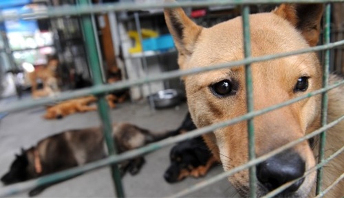 إعدام 5 آلاف كلب في مدينة صينية