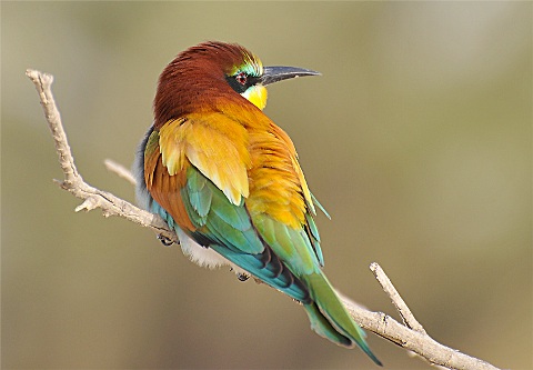 طائر الوروار في سماء جنين ونابلس