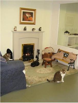 دار لرعاية القطط المسنة فقط