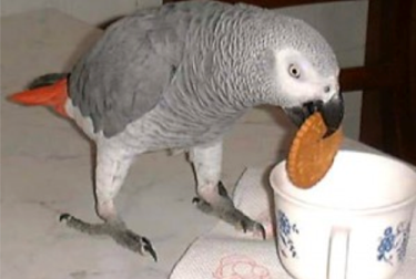 عاد الببغاء الامريكي  بعد اختفاء 4 سنوات متحدثا الإسبانية