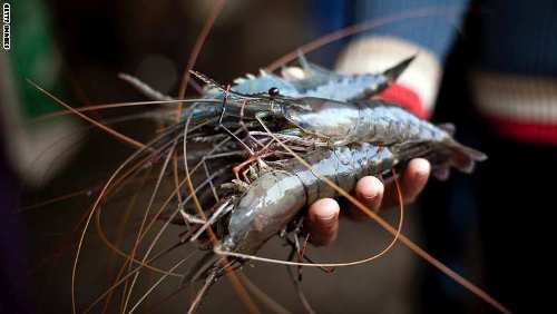 هل يستبدل البلاستيك.. بالقريدس؟