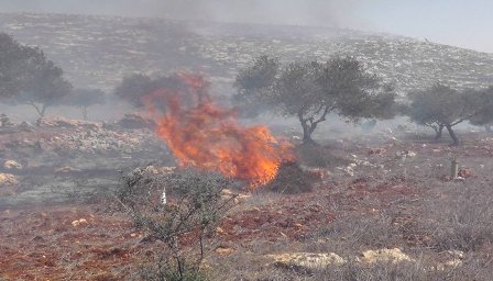 جنود الاحتلال يحرقون اشجار الزيتون في واد الحصين بالخليل