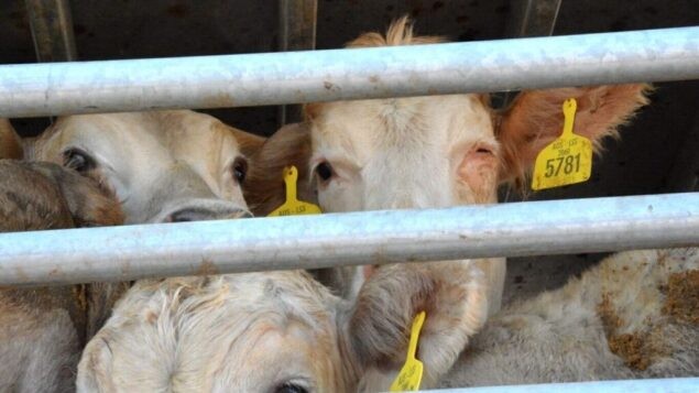 calves-on-live-shipment-from-australia-dec-2019-e1579194087474-635x357.jpg