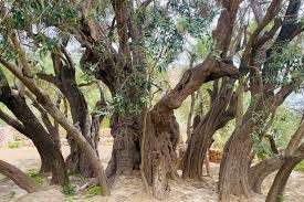 أراضي الزيتون في غزة.jpeg