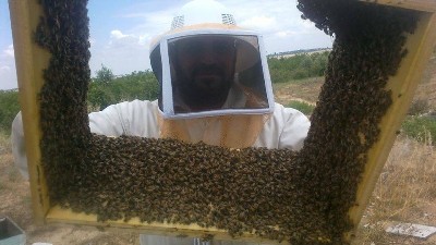 توقعات بتراجع إنتاج العسل الغزي هذا العام