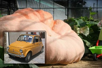 يقطينة تزن أكثر من 1000 كيلوجرام 