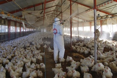 إنفلونزا الطيور يتفشى في بعض مزارع غزه