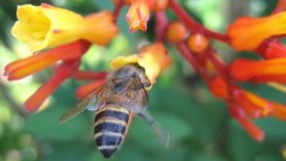 ربع أنواع النحل الطنان في أوروبا يواجه خطر الانقراض