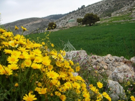 طقس فلسطين: الحرارة معتدلة والسماء صافية 
