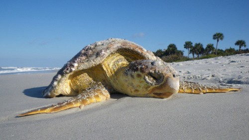 سلطات فلوريدا تعتقل رجلا قتل سلاحف مهددة بالانقراض وأكل لحمها