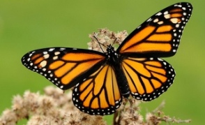 علماء يعثرون على بوصلة مغناطيسية لدى الفراشة 