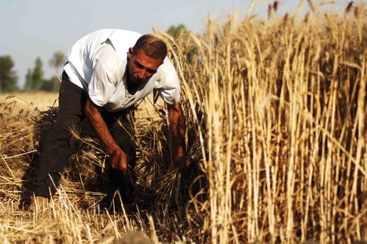 مصر تسعى إلى 4.4 مليون طنا من القمح المحلي