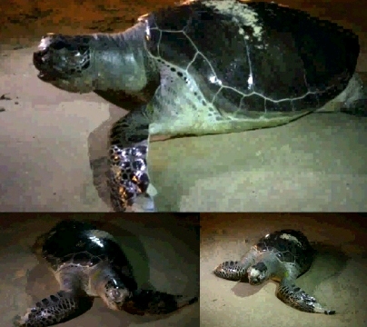 سلحفاة برمائية ضخمة على شاطئ يافا