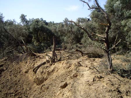 مستوطنون يعتدون على عائلة ويحاولون سرقة محصولها من الزيتون في نابلس