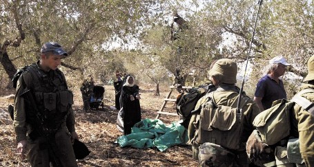 القدس... مستوطنون يقتلعون 310 شجرات زيتون معمرة في مخماس