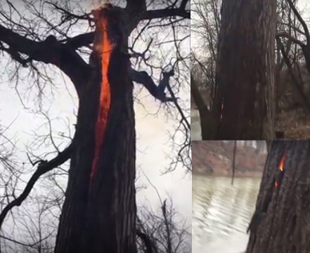 شجرة غريبة تحترق من الداخل تثير الرعب