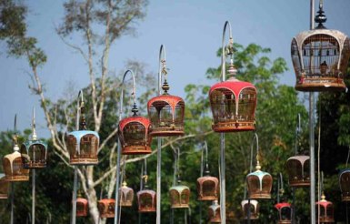 مسابقة لغناء الطيور في تايلند