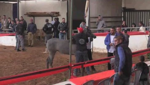 الخليل.. انطلاق بطولة فلسطين لجمال الخيول العربية الأصيلة