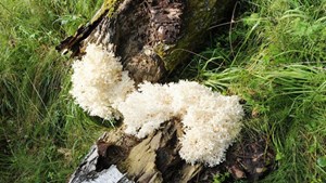 فطر نادر مضاد للكآبة...!!