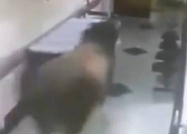 بالفيديو..ثور يتسلل إلى مستشفى ويلاحق العاملين فيها