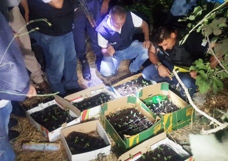 الخليل.. ضبط مشتل 