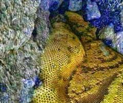 العثور على غار يفيض بأنهار من العسل في جبال اليمن 