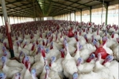 التخلص من 800 طائر في خان يونس بسبب إصابته بالانفلونزا