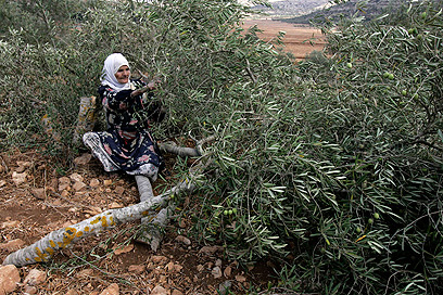 مطالبات بمقاضاة الاحتلال لجرائمه بحق البيئة الفلسطينية في اليوم العالمي للبيئة