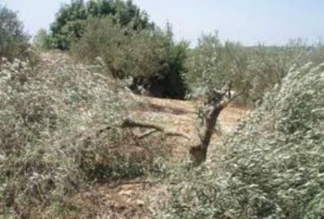قوات الاحتلال تقتلع أشجار زيتون في سلفيت