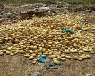 ضبط وإتلاف 20 طنا من البطاطا 