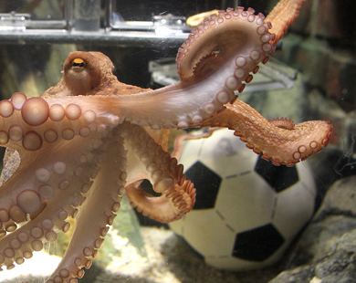 غوغل يضع صورة الأخطبوط بول بالتزامن مع أولى مباريات المنتخب الجزائري