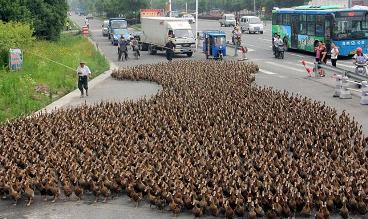 بالفيديو.. 100 ألف بطة تجتاح قرية صغيرة 