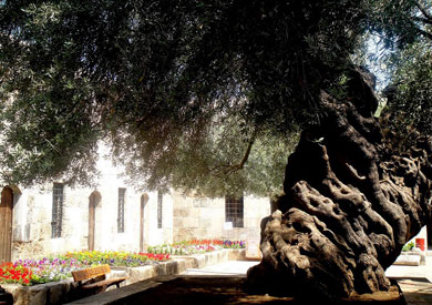 5  سنوات سجن وغرامة خيالية لمن يلمس شجرة زيتون تركية