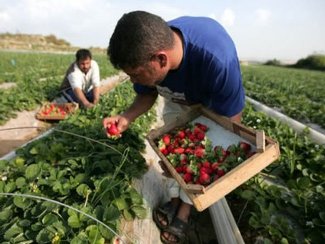 دراسة: الأراضي الفلسطينية بحاجة سياسة زراعية تنموية