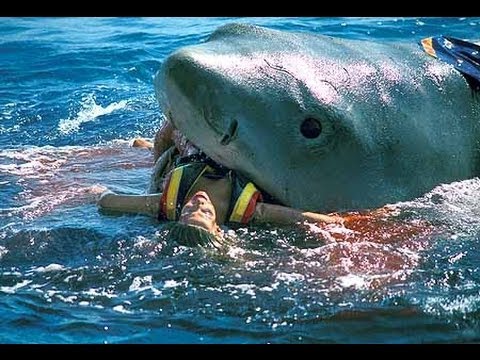 سمكة قرش تبتلع غواصا أستراليا