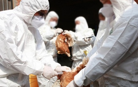 وفاة الحالة الـ11 بإنفلونزا الطيور في مصر