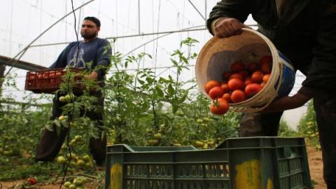 وقف استيراد الطماطم من غزة 