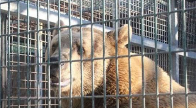 قطع يد طفل بعد عضها من 