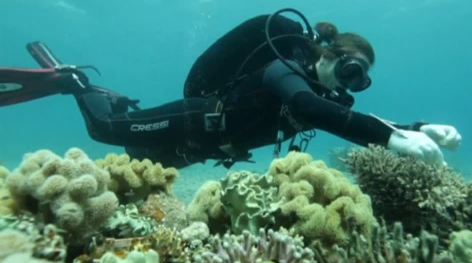 دراسة حول إمكانية استخدام الشعاب المرجانية لإعادة بناء أخرى ميتة