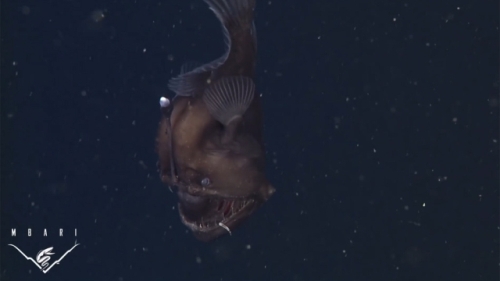 تصوير أسماك نادرة في أعمق نقطة على ظهر الأرض