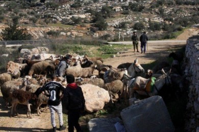 الاحتلال يستولي على 120 رأس غنم في مسافر يطا بالخليل