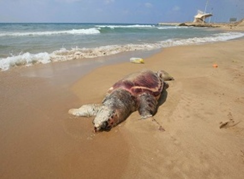 سلحفاة  ضخمة على شاطئ بحر صيدا