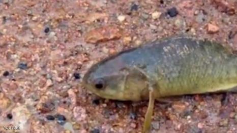 تحذيرات من سمكة تعيش أياما خارج الماء