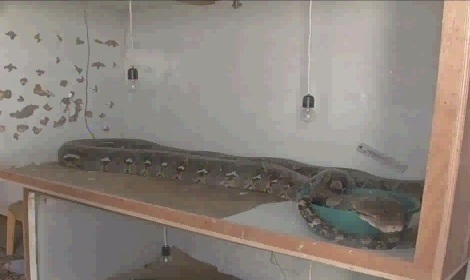 الأفاعي السامة تنتشر.. اللاجئون في وادي الزينة يناشدون