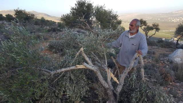 مواجهات عقب تحطيم مستوطنين عشرات الأشجار بنابلس