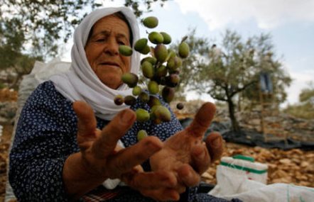 الزراعة تطلق حملة رقابية على بيع الزيت والزيتون في غزة