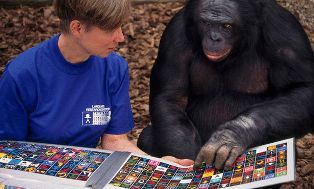 جذور لغة البشر موجودة عند الطيور والقردة