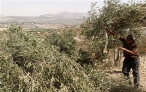 مستوطنون يهاجمون أراض زراعية في الخليل ويقتلعون عشرات الاشجار
