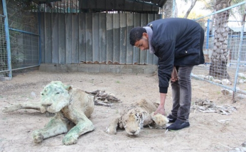 حيوانات... لكنها أرواح أعدمها الجوع في خانيونس