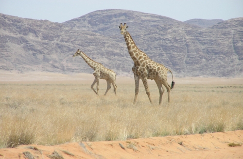 الزرافات تتجه نحو الانقراض